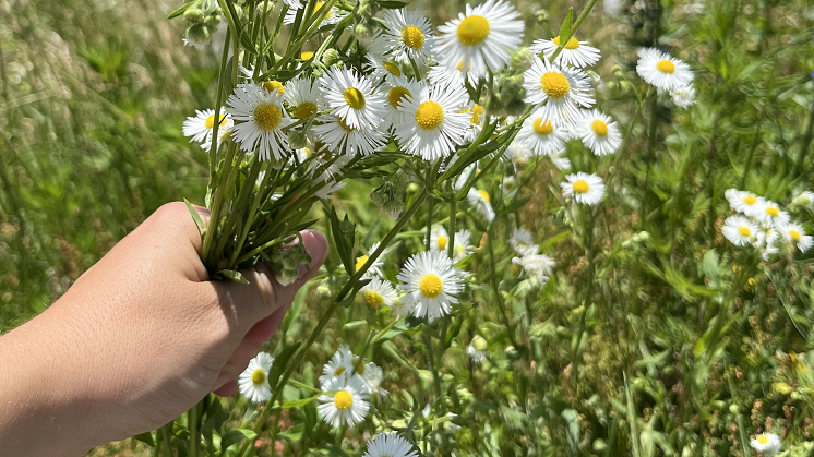 Giornata di ecovolontariato - 02.08.2025